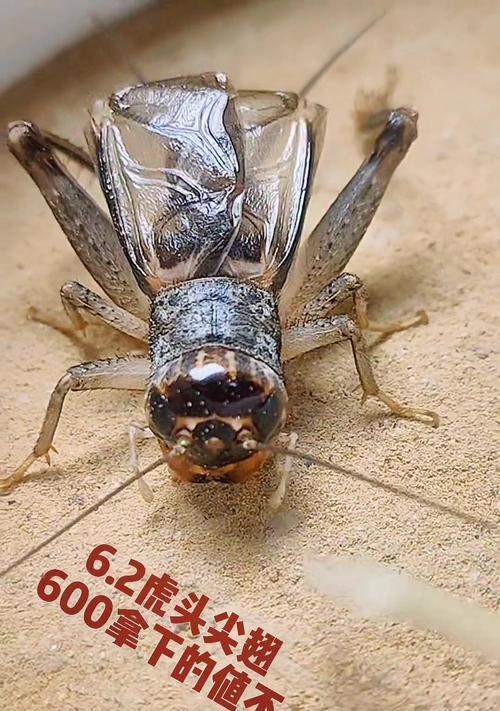 蟋蟀的翅（探索蟋蟀翅膀的结构和功能）