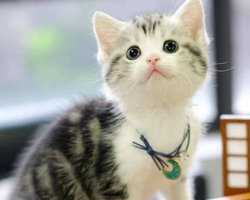 养美短猫的注意事项（细心呵护，共享美好时光）