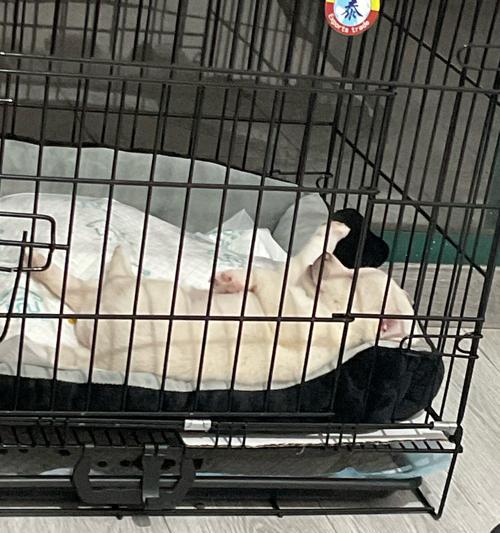 新买的狗狗，如何照顾它的需求（关注狗狗健康与幸福，让它成为你的忠实伙伴）