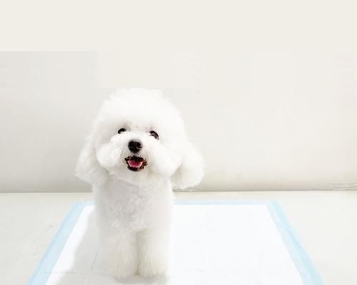 小狗训练的最佳时机与方法（为你的小狗提供合适的训练，培养良好的行为习惯）