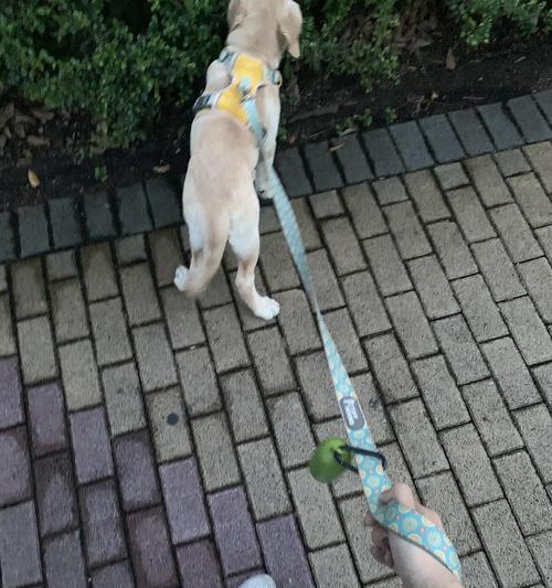 狗塌蹄之谜（揭秘狗塌蹄现象的原因与影响）