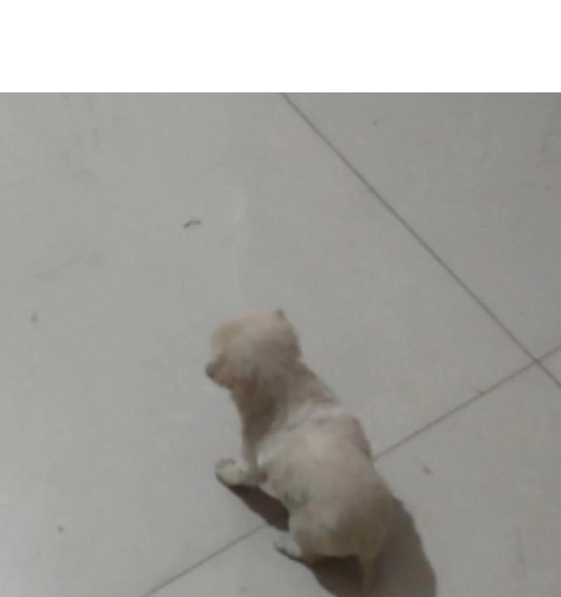 40多天的小狗狗应该吃什么？（满足小狗狗营养需求的最佳饮食选择）