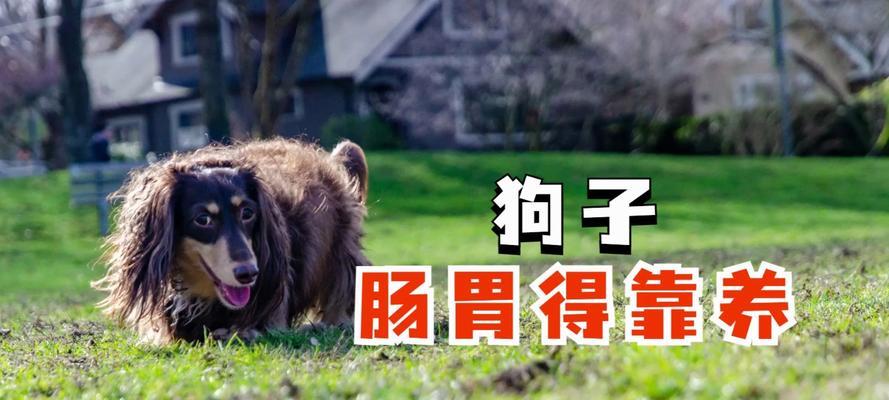 新生狗狗的饮食指南（为您的小狗提供健康的饮食）