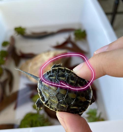 珍珠龟的养殖之路——以腐皮为主（探究腐皮对珍珠龟养殖的重要作用）