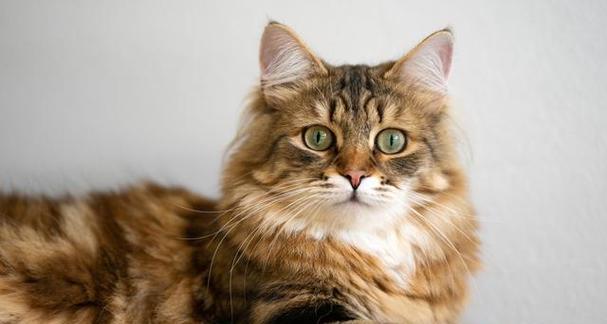 探秘猫咪长毛的魅力（揭开猫咪长毛背后的秘密，为何它们钟情于长毛？）
