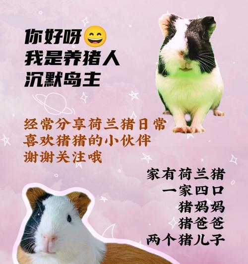 揭秘荷兰猪为何不吃饭的原因（探索荷兰猪食欲不振的关键原因和解决办法）