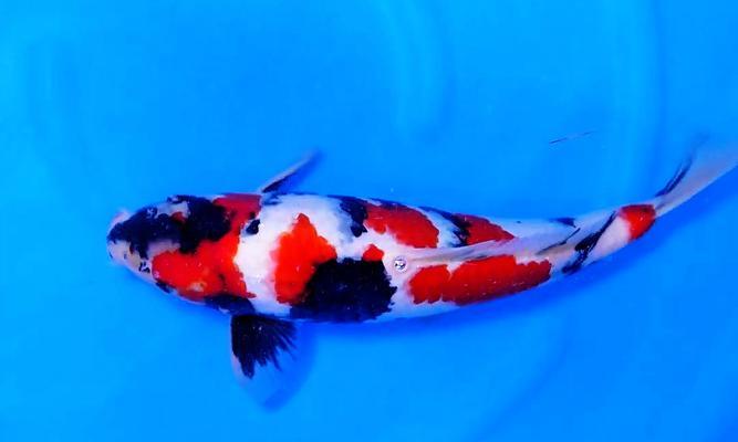 以锦鲤需要什么颜色灯光？（探究锦鲤喜好的灯光色彩及其影响）