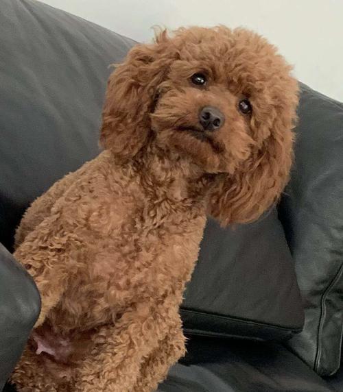 泰迪狗宫缩的原因及症状解析（宫缩是什么？如何识别泰迪狗宫缩？了解狗宫缩的病因与治疗方法）