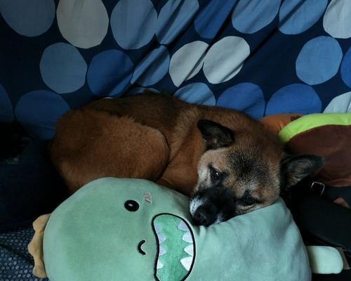 中华田园梗（怀旧、幽默、温情，中华田园梗勾起人们对家乡的思念）