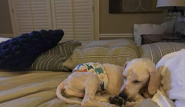 泰迪为什么睡觉会抖动？（探究泰迪抖动睡眠的原因与解决方法）