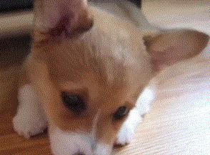 为什么要看小狗父母？（选择小狗父母的关键原因）