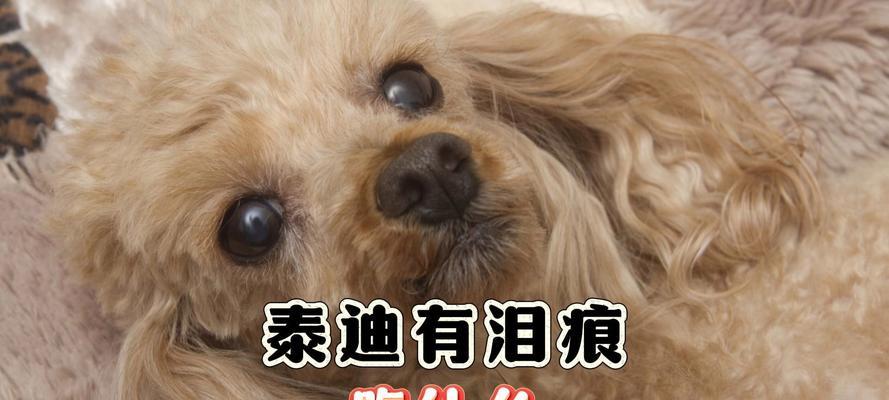 泰迪幼犬的饮食指南（养育泰迪幼犬的关键是什么）