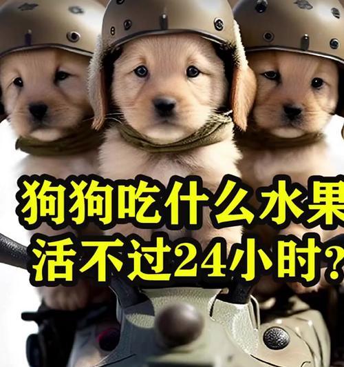 小狗不可食用的物品（保护你的小狗健康的关键）