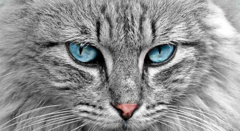 猫眼下的世界（透过猫眼看世界的秘密）