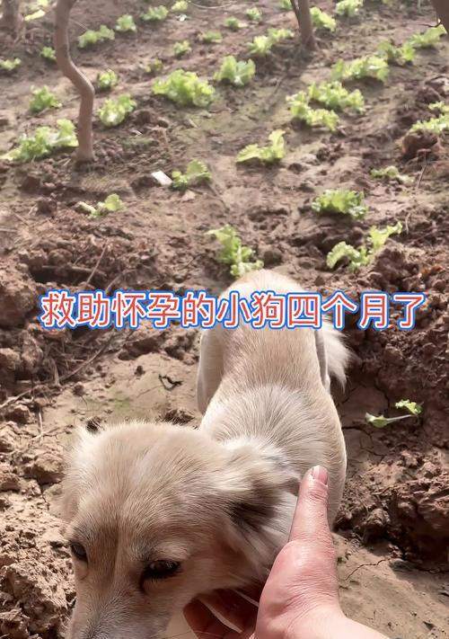 小狗断奶后适合喝什么？（了解小狗断奶后的饮食需求，给它们提供适合的饮料）