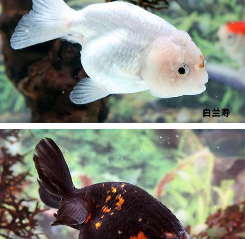 兰寿鱼的混养伙伴选择指南（发现与兰寿鱼和谐共处的鱼类伙伴）