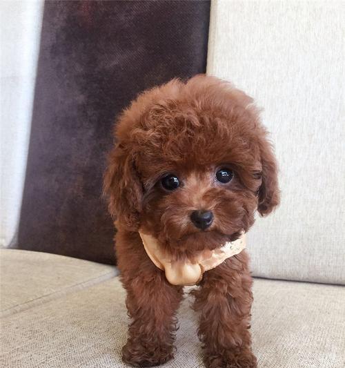 泰迪犬的圆大眼睛之谜（探索泰迪犬眼睛形态的奥秘）