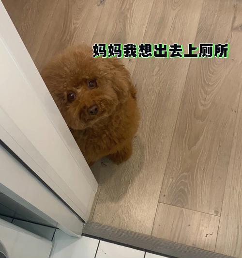 泰迪狗的遛狗时间选择（合适的时间可以让泰迪狗更好地运动和放松）