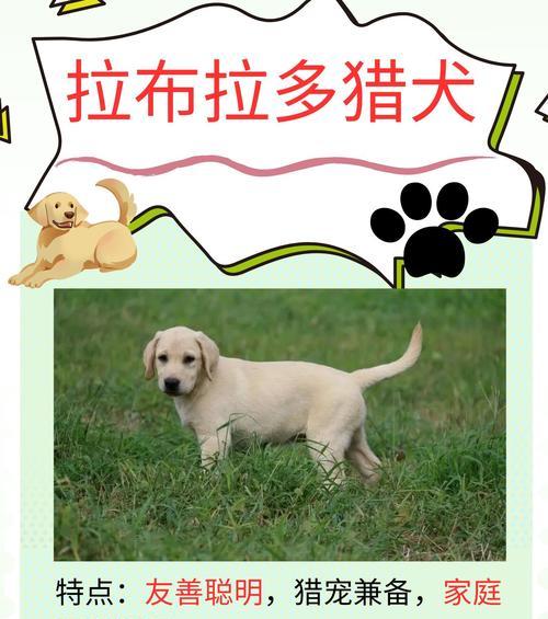 选择合适的狗进行狩猎（猎犬品种、特性与培训）