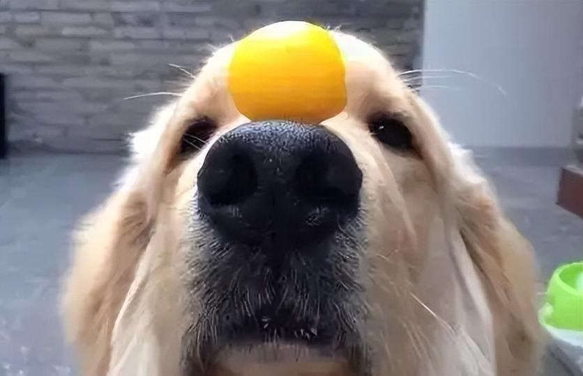 小狗狗开心享用美食时的模样（可爱小狗狗吃食物时的无尽欢乐）