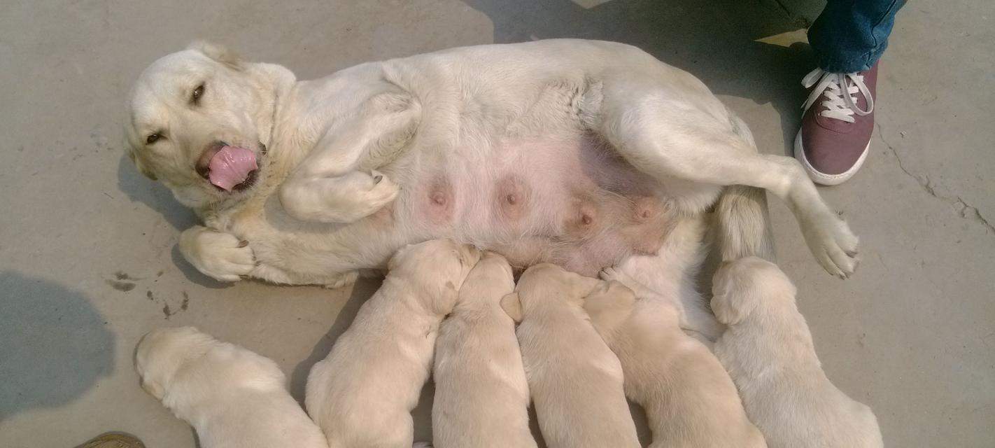 狗狗生宝宝（从症状分析到幸福降临，你需要知道的一切！）