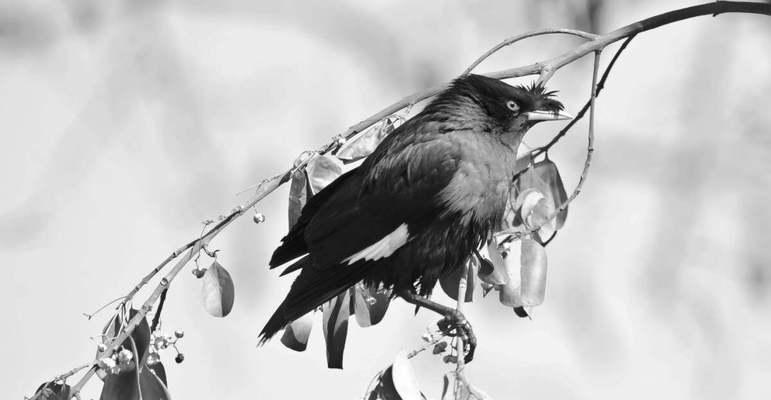 古代八哥的象征意义与传承（探寻八哥文化的深层意蕴）