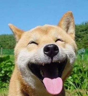 狗狗为什么会伸舌头喘？（探究狗狗伸舌头喘的原因及其重要性）