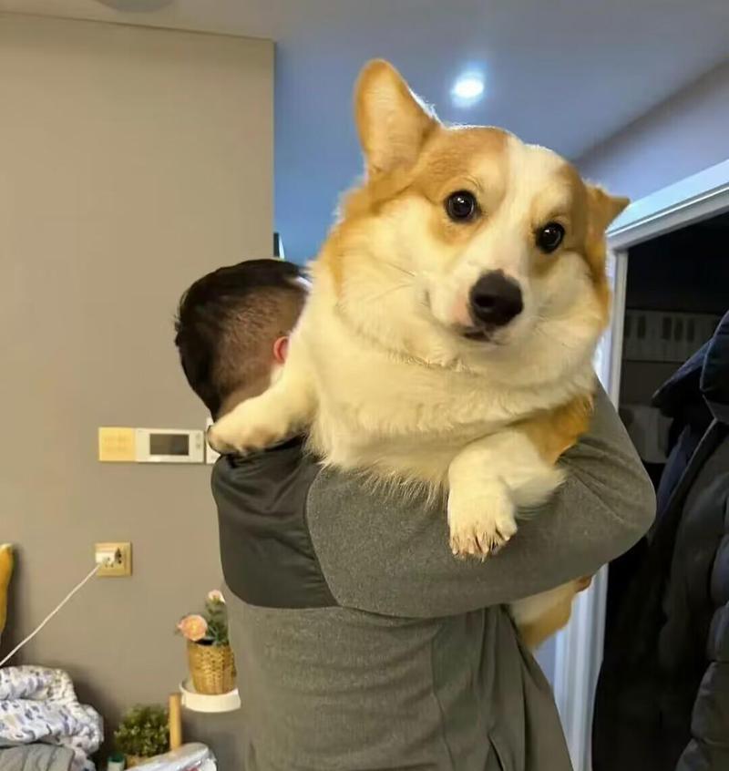 小狗的外貌特征与魅力（探索小狗迷人的外貌特征及其与人类的亲密关系）