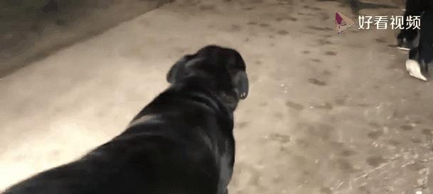 为什么以狗为什么生的全是公？（探究狗只产下公狗的原因及相关科学解释）