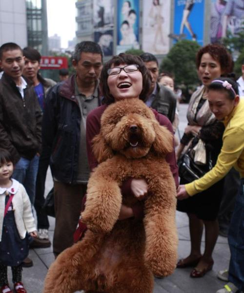 探寻大泰迪的魅力与特点（大泰迪，一款受欢迎的宠物犬品种）