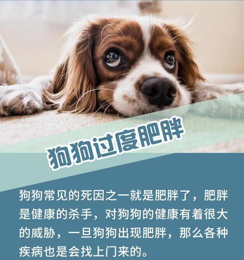 狗肥胖的原因及预防方法（了解狗肥胖的危害与解决之道）