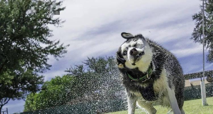 斗牛犬中暑的症状及预防措施（保护你的斗牛犬免受中暑的伤害）