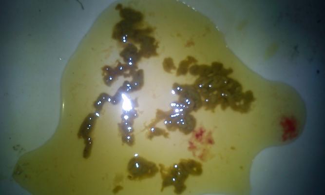 泰迪为什么突然玩它的屎？（探究泰迪对屎的行为和动机）