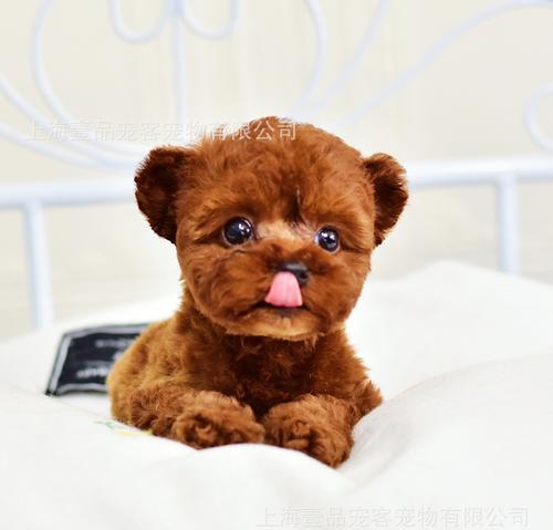 小型宠物狗的选择和养护指南（探索适合家庭的小型宠物狗品种，为您的生活带来快乐和陪伴）