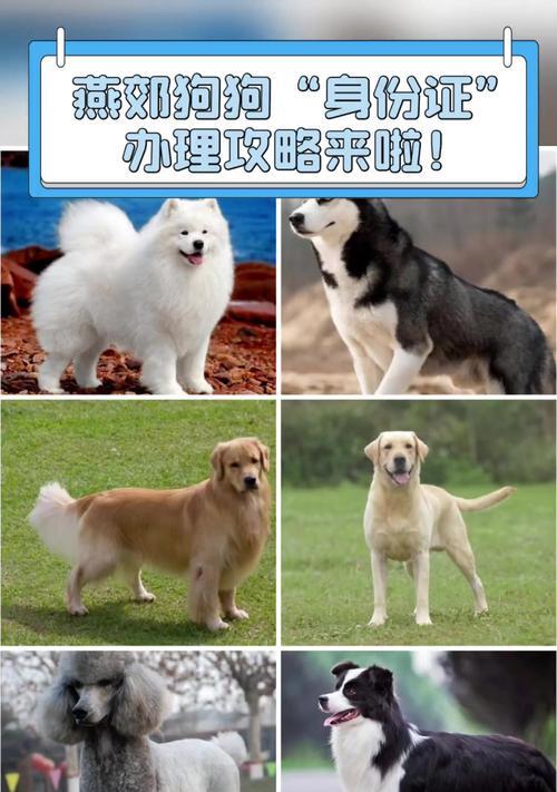 购买狗狗的必备证件及注意事项（一步步了解购买狗狗所需的证件、手续和注意事项）