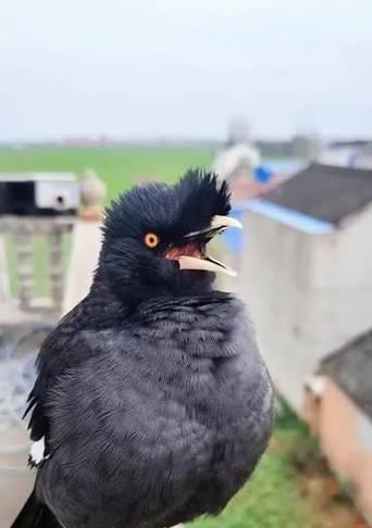 探寻古代八哥的神秘之谜（解密八哥的预言能力与文化象征）