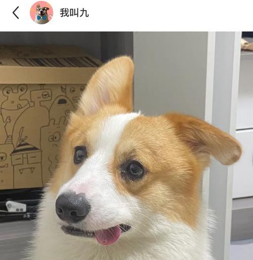 正常狗狗的耳朵是什么样的？（了解狗狗耳朵的特征和健康指标）