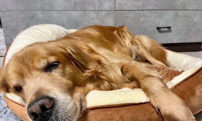 狗狗为什么喜欢睡在门口？（探究狗狗喜欢睡在门口的原因及影响）