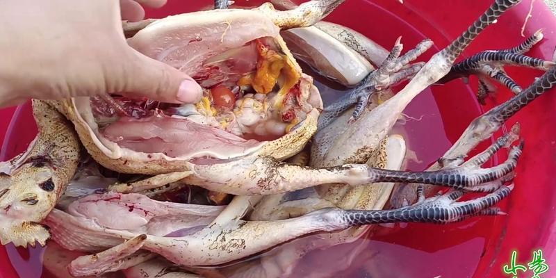 公鸡食用的原因及影响（探讨为什么不能以公鸡为主食）