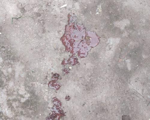 狗狗吐血的原因及应对措施（了解狗狗吐血的常见原因，保护你的宠物健康）