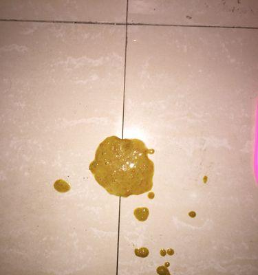 泰迪狗吐食症状及治疗方法全解析（寻找解决泰迪狗吐食问题的最佳药物及措施）