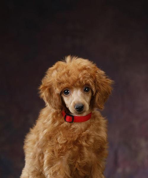 探寻神秘之美——棕色宠物狗的品种及特点（揭秘棕色宠物狗的独特魅力，了解其品种及特点）