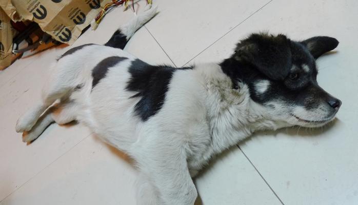 探索大耳朵花狗的奇妙品种之谜（解密大耳朵花狗的起源、特征和个性）