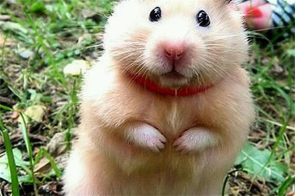 仓鼠为什么会站起来? 仓鼠为什么会站起来?