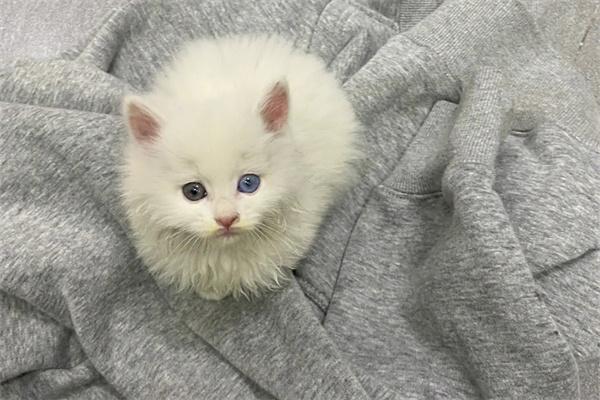 猫咪会担心主人吗? 猫咪会担心主人吗?