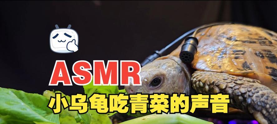 乌龟的食谱（探索乌龟的饮食习惯和食物喜好）