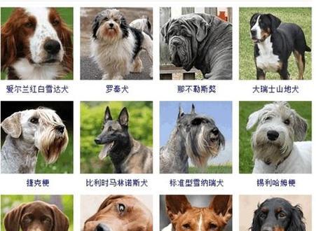 宠物狗养殖的饲养要点（科学饲养让宠物狗健康快乐）