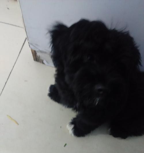 以黑色断尾狗为主题的狗类品种介绍（探索黑色断尾狗的独特魅力与特点）