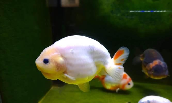 金鱼产卵的最佳饲养环境（探寻影响金鱼产卵的关键因素）