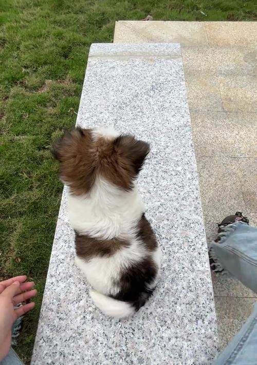 狗为什么会摇尾巴？（探究狗摇尾巴的原因及意义）